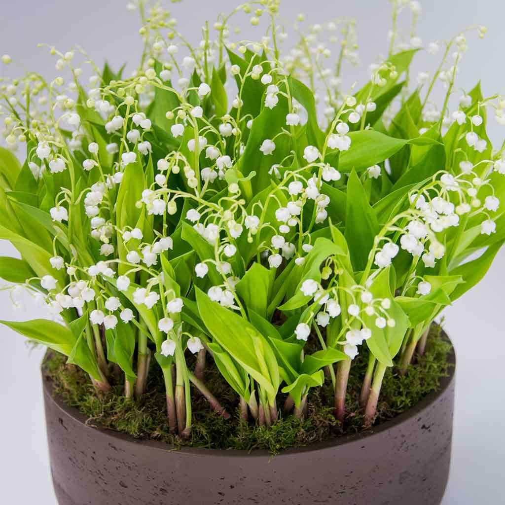 Lily of the Valley